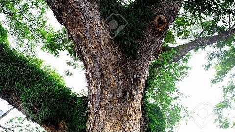 PARTS OF A TREE IN IGBO