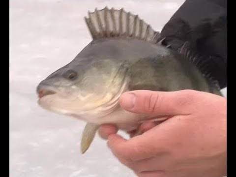 Килограммовый окунь и леска 0.07. О рыбалке всерьез
