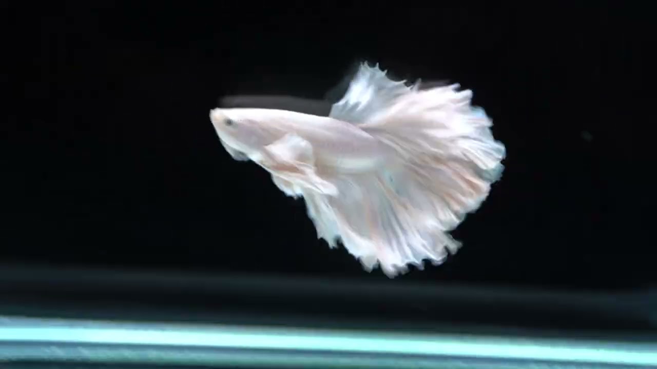 プラチナホワイト ダンボハーフムーン(DHMW-2)　2025-1106