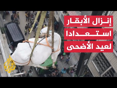 شاهد | إنزال الأبقار من فوق أسطح المنازل في باكستان