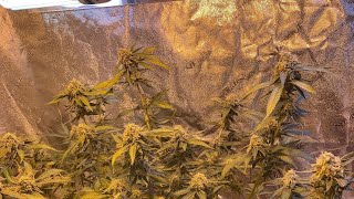 A look inside my indoor grow tent & what’s to come..
