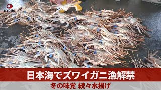 日本海でズワイガニ漁解禁 冬の味覚、続々水揚げ