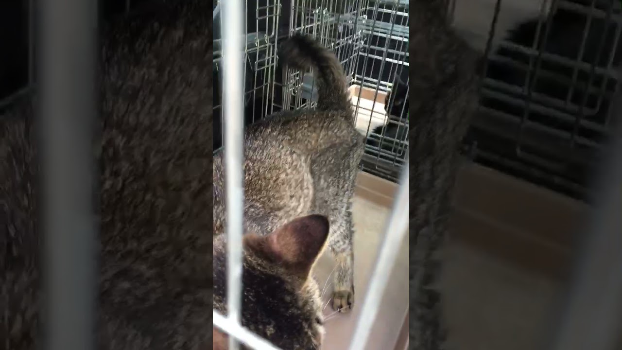 動画４ガリガリに痩せた猫 Youtube