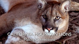 California Mountain Lions, Chapter 5: Making Connections