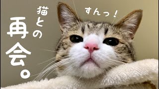 久しぶりの再会!猫たちの反応がこちらです。vol.904