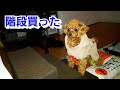 ペットグッズ購入！犬用の階段を買った！が…【トイプードルのEnen君♪】