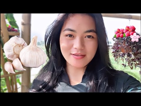 Kumshigi Chanam Lokase (garlic)🧄🧅 - Veg farm 🥬🥦