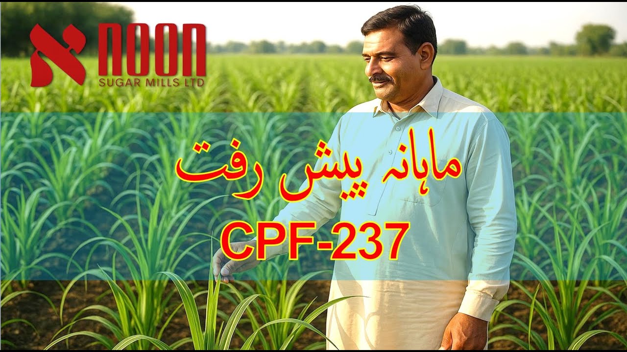 نون شوگر ملز کے سپروائزڈ چار فٹ اوڑوں پر لگے گنے کی شاندار بڑھوتری اور کسانوں کے لیے عملی رہنمائی