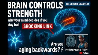 Caudate Nucleus Overlooked Brain Region Holds The Key To Strength In Aging