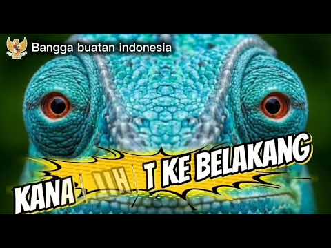 Beberapa fakta tentang bunglon yang mungkin tidak kamu ketahui!!