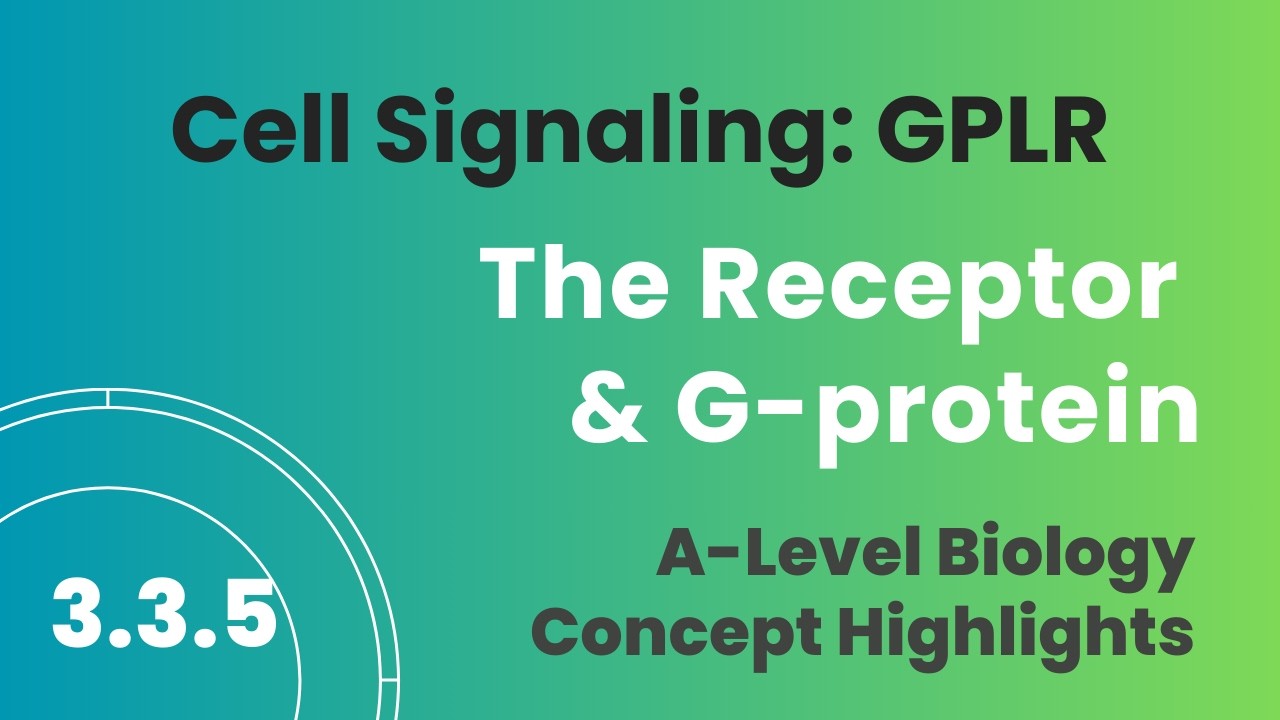 3.3D GPLR — рецептор и G-белок