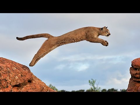 Video: Dağ aslanı büyük ve yırtıcı bir kedidir. Hayvanın üremesi, beslenmesi ve fotoğrafı