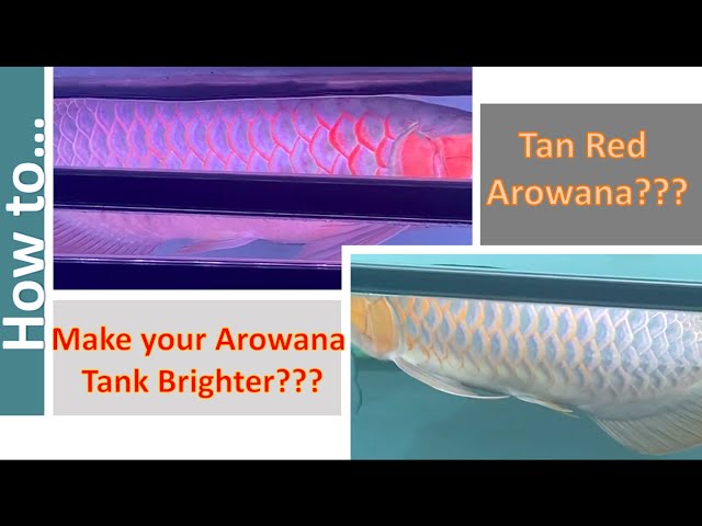 How to Tan Your Arowana??? - The right way of Placing Lights for