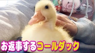 【コールダック】お返事してくれるコールダックねぎま王子
