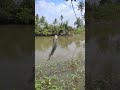 umpan udang ternyata yg kcil jg MW makn
