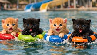 Ginger Mama Cat & Papa Cat Work at Water Park BUT Kittens Turn It Into Chaos! 🚨
