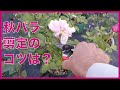 四季咲きバラの剪定方法【秋の花が咲き終わったら】