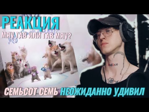 семьсот семь - мяу гав или гав мяу? / Реакция ( Неожиданно )