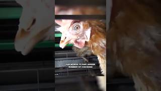 Cockfighting is a Felony, Factory Farming is 'Commerce' - Lewis Bollard