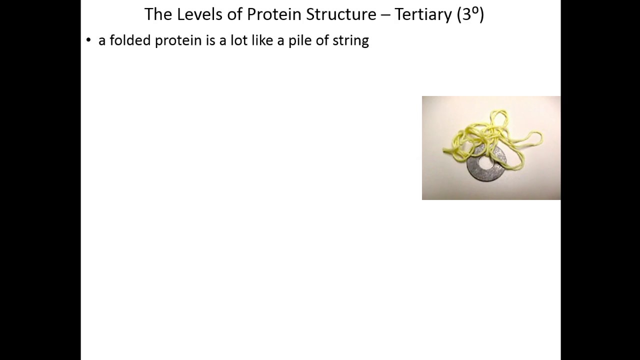 Lecture 3B: Tertiary and Quartenary Protein Structute