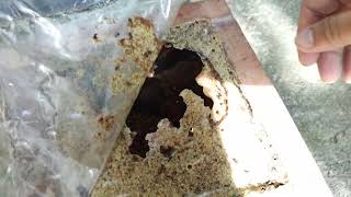 Stingless Bee, Mongo-Mongo, Lukotkiwot Native Bee In Box