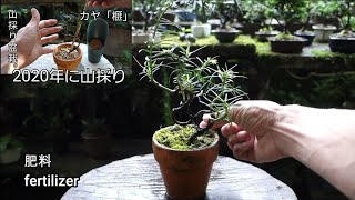 【Bonsai diary】  2020年に山採りしたイヌガヤの成長記録（113）　436