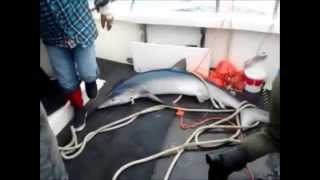 140lb Blue Shark in Cork screenshot 5