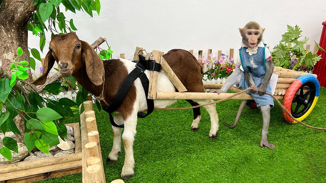 Bim Bim goes to harvest sweet potatoes and carrots for baby Goats YouTube