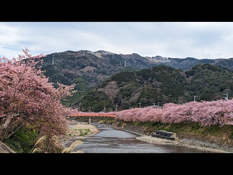 [My song Memory] 欅坂46/世界には愛しかない