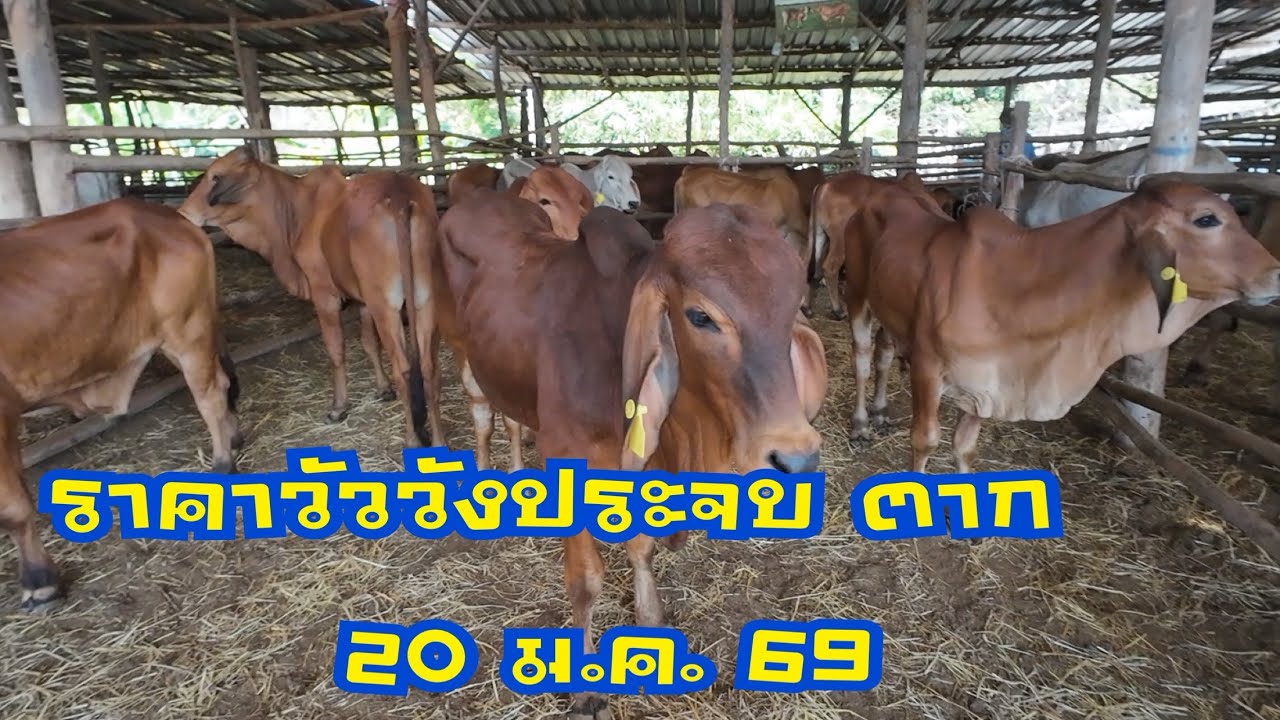 ราคาวัวตลาดนัดโคกระบือวังประจบ ตาก ( 20 มกราคม 2569 )