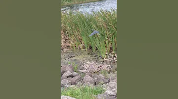 Little Blue Heron Sounds Birdwatching Birds Nature Birding 