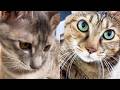のんびり猫の甘える姿を見に来た子猫と後輩猫…最後は子猫も甘えん坊に♡