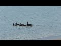 Wildlife Break. Father duck and ducklings...