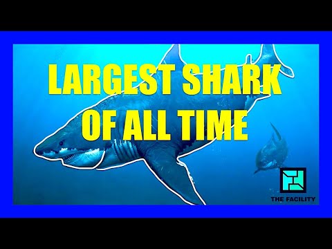 What Made MEGALODON So Huge? | [OFFICE HOURS] Podcast #025 thumbnail