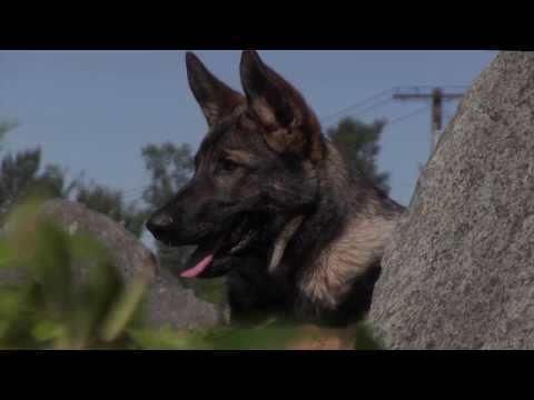 young-dogs-in-action!-kraftwerk-k9-german-shepherd-highlights-video