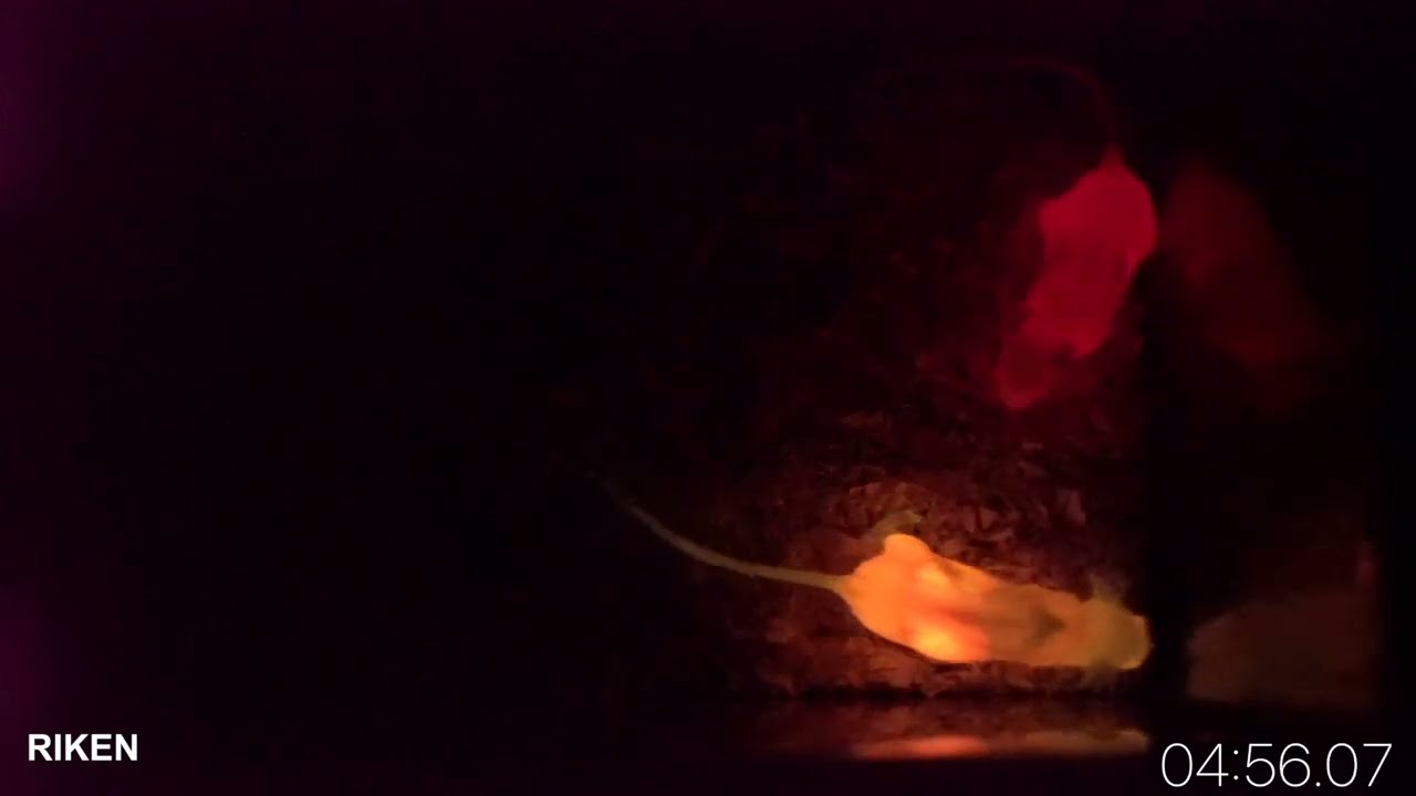 黄色と深赤色に光るマウス Glowing mice in two colors, yellow or far-red, by bioluminescence
