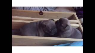 swimmer puppy therapy