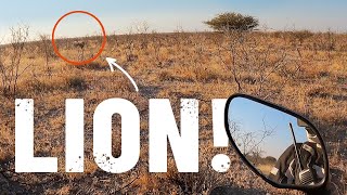 Face to face with THREE MALE LIONS in Namibia 🦁[S5 - Eps. 63]