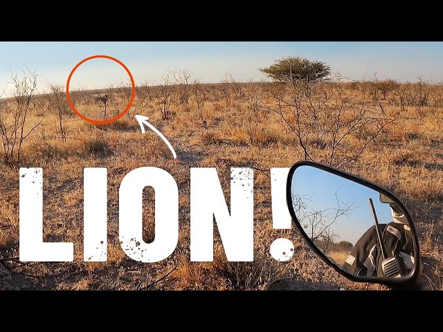 Face to face with THREE MALE LIONS in Namibia 🦁[S5 - Eps. 63] class=