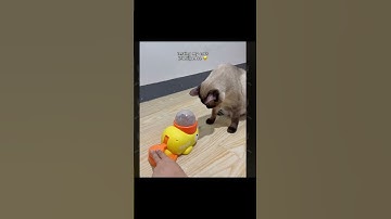 Life is never boring when you live with a smart cat — especially one with a 200 IQ! P1