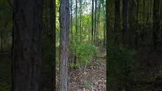 What’s the rarest null zone? ￼