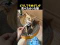 どうしてもめざしが食べたかった猫