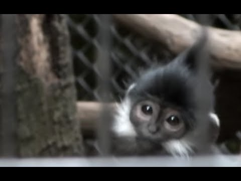 kawaii emoticons Cute! Francois's Langur kid(one year old).フランソワルトンの子供（一歳）。