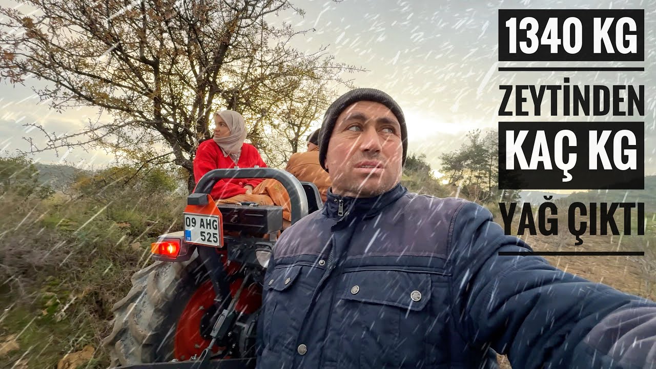 Yağmur Bastırdı Zeytinliğe Varmadan Geri Döndük - 1340 kg Zeytinden Kaç kg Yağ Çıktı