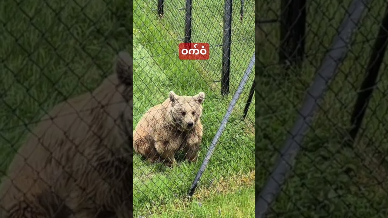 Switzerland animal park