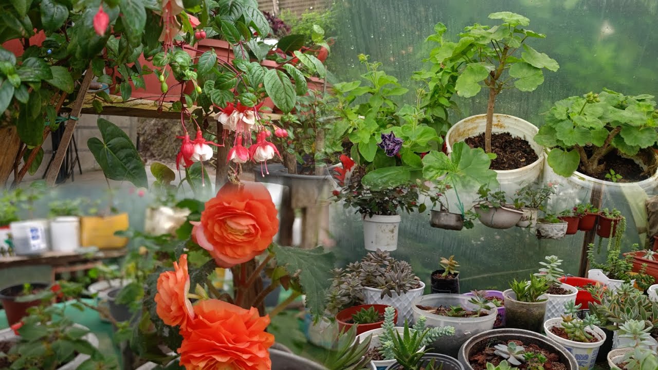 Mi jardín en el mes de febrero 2026