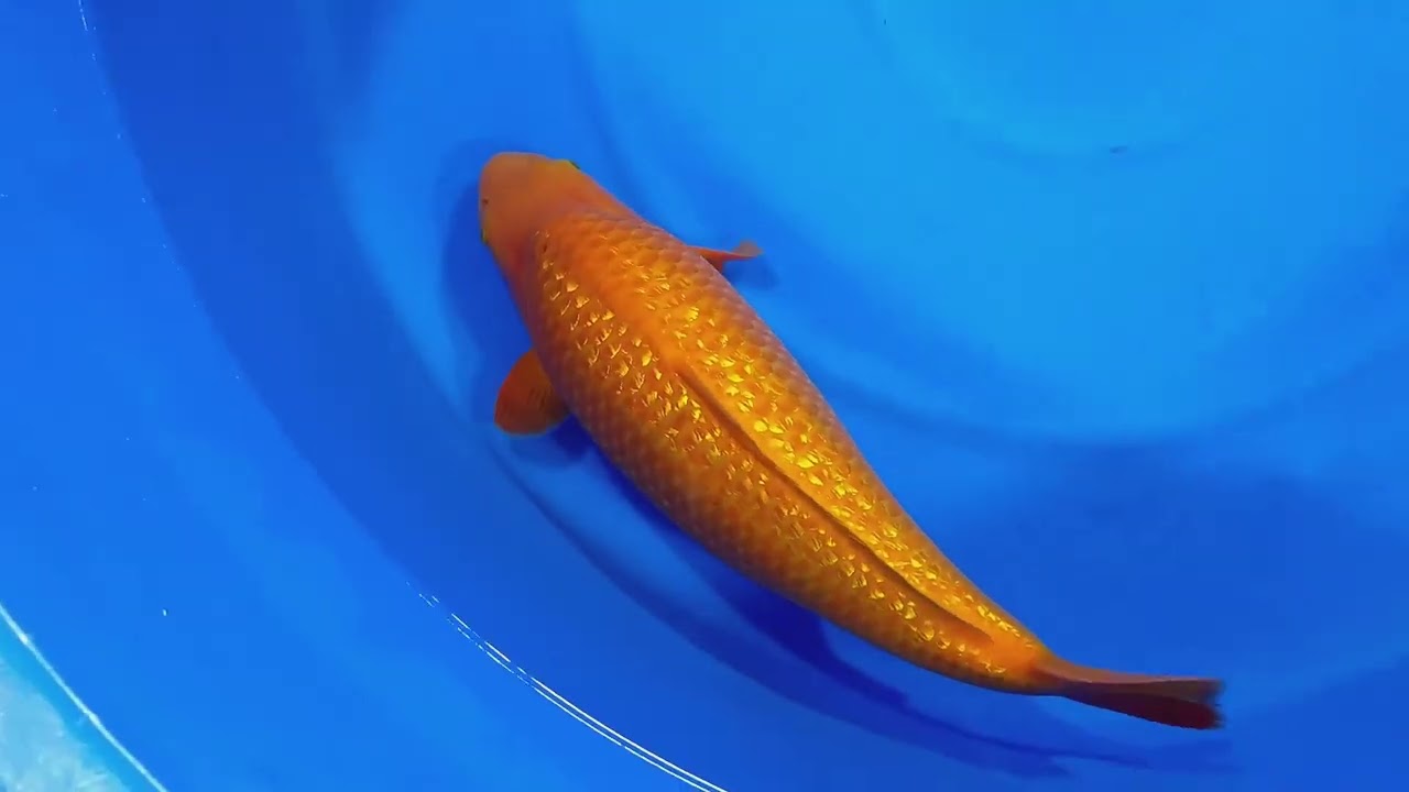 20221102 Top Quality 4 star Ginrin Karashigoi Female 60cm Dainichi YellowMonkey