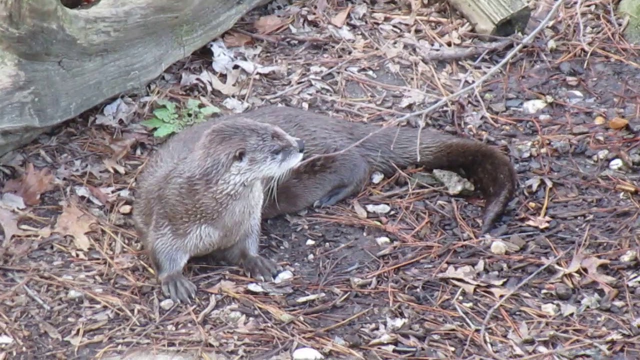 6 Otter, Virginia Living Museum, 1/8/19 8331 YouTube