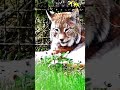 Luchs