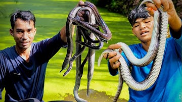 Thả Câu Rắn Hổ Hành Hầm Đu Đủ Lai Rai Với Rượu Ong Ruồi